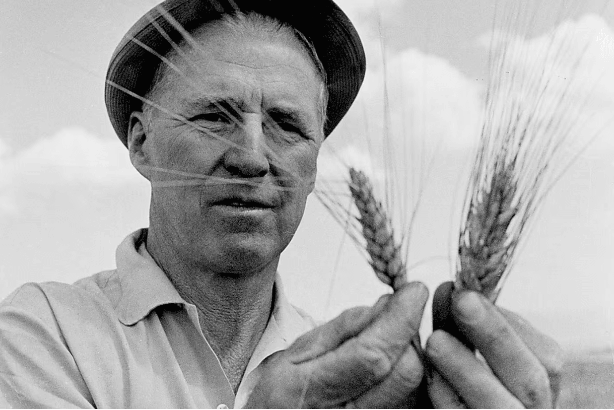Portrait of the agronomist Norman Borlaug, known as the father of the Green Revolution.