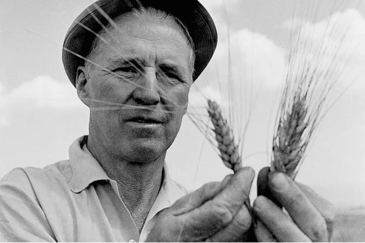 Portrait of the agronomist Norman Borlaug, known as the father of the Green Revolution.