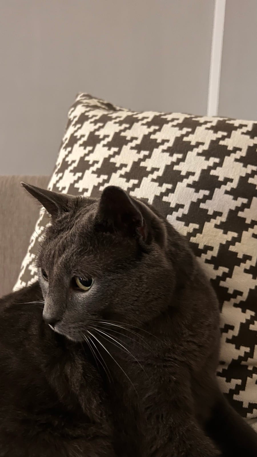 Hank, my grey cat, relaxing against a patterned cushion