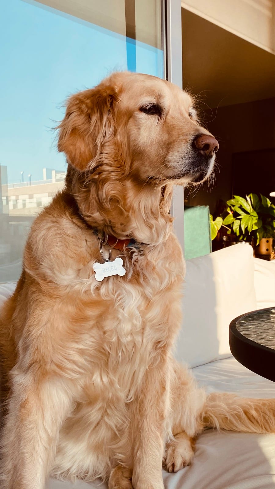 Reçel, my golden retriever, sitting in the sunshine